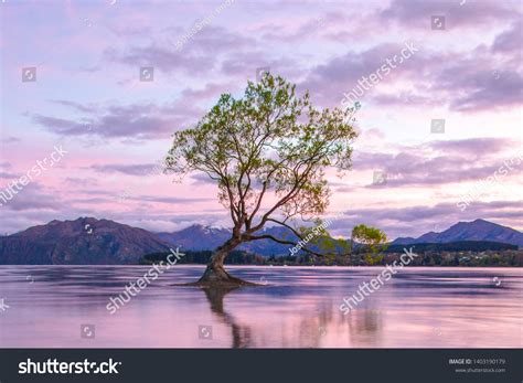 That Wanaka Tree Sunrise Wanaka New Stock Photo 1403190179 | Shutterstock