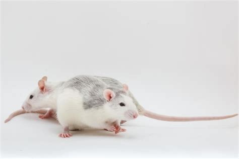 Premium Photo Two Gray Rats On White Background