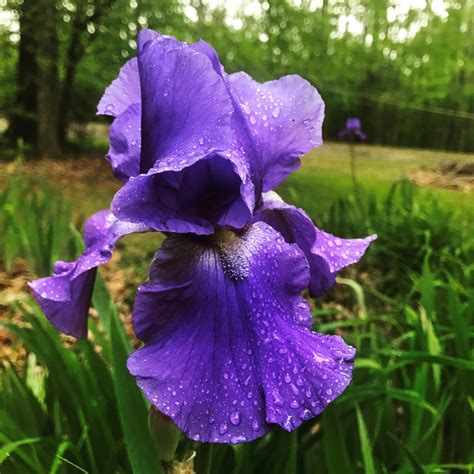 Iris After The Rain Planters Place