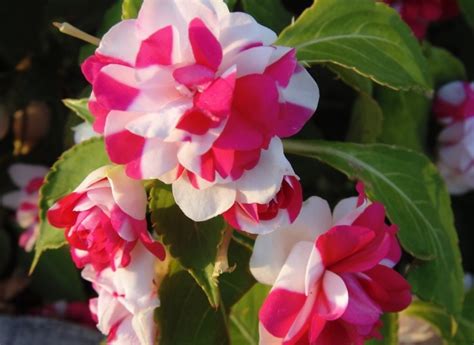 Цветок недотрога