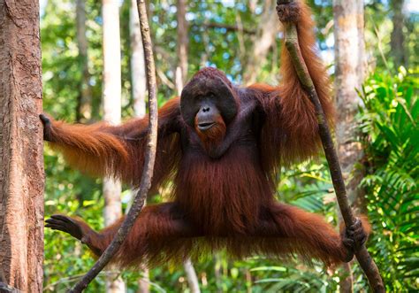 Ape | Definition & Facts | Britannica