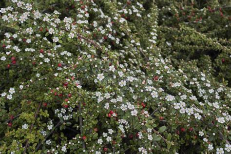 Cotoneaster Microphyllus In Bloom Stock Image Image Of Green