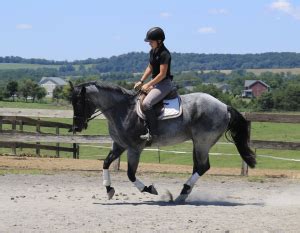 100+ Blue Roan Horse Names (Unique Barn & Show Names) - Stable Talk