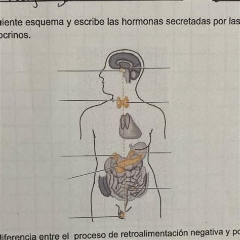 1 Rotula El Siguiente Esquema Y Escribe Las Hormonas Secretadas Por