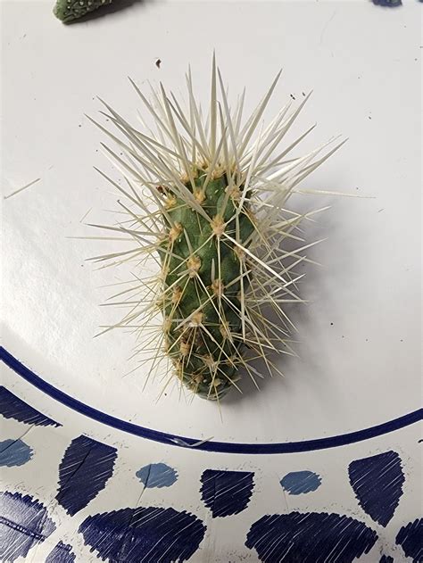 Teddy Bear Cholla Cactus - Etsy