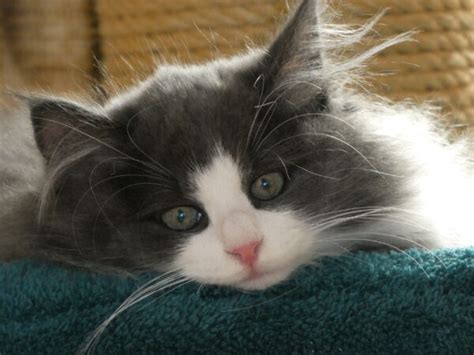 Norwegian Forest Cat Named Annie Is A Purrfectly Precious Tuxedo Cat