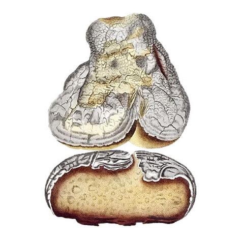 Агарикус гриб купить в Москве, цена и отзывы, польза и вред - Ecotopia.ru