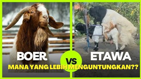 Kambing Boer Kambing Etawa Lebih Menjanjikan Mana Youtube