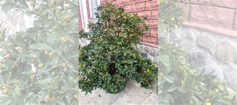 Кумкват купить в Сочи | Товары для дома и дачи | Авито