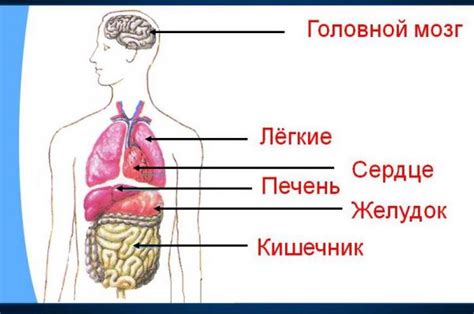 ToraKid - Мозг и желудок