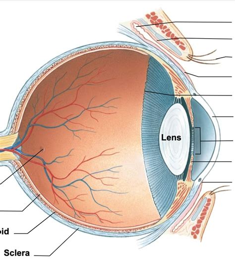 Internal Anatomy Of The Eye Diagram Quizlet