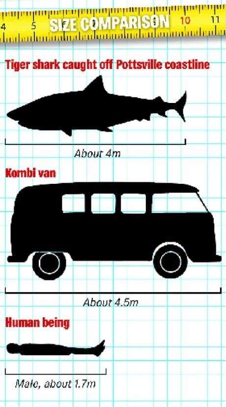 Giant 4-meter tiger shark captured in Australia - Strange Sounds
