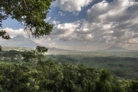 Endangered Mountain Gorillas of Virunga National Park