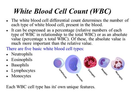 How Long Do Antibiotics Affect White Blood Cell Count