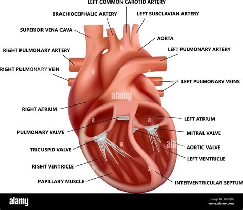 Section transversale réaliste de l anatomie cardiaque avec descriptions