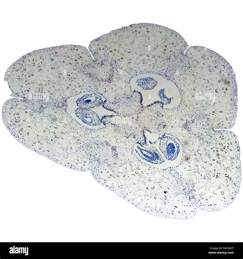 Lily Ovary Micrograph Stock Photo Alamy