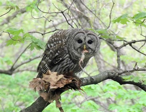 A barred owl eating a lizard | Smithsonian Photo Contest | Smithsonian ...