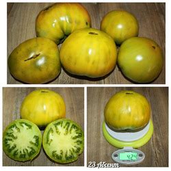 Томат Абсент: описание сорта, ОТЗЫВЫ, фото, урожайность | tomatland.ru