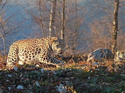 Persian Leopard