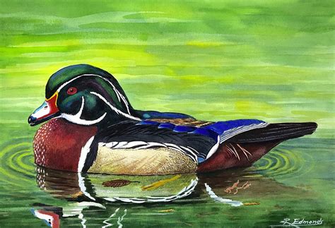 Wood Duck Painting at PaintingValley.com | Explore collection of Wood