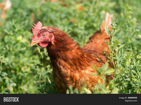 Red Sex Link Chickens Image Photo Free Trial Bigstock