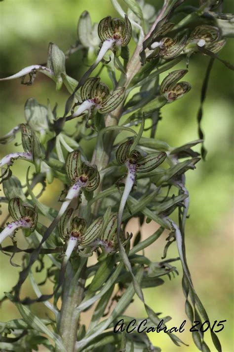 Orquideas De Portugal As Orquídeas De Somiedo