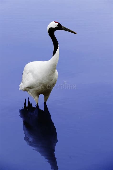 Red Crowned Crane Flying Stock Image Image Of Winter 63979977