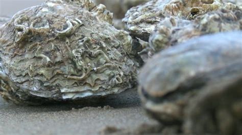 Oyster Maternity Ward To Boost Native Oysters In River Conwy Bbc News