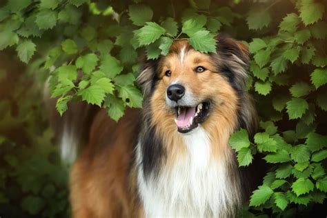 What To Know About Collies