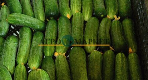 Купить Семена Огурец МАША F1 / MASHA F1 Seminis в Крыму c доставкой по ...