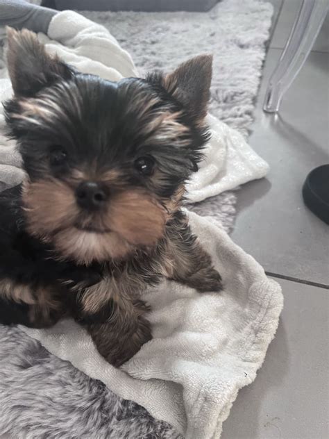 Liczna Dziewczynka Yorkshire Terrier Rodowodowa Fci Wroc Aw Psie Pole