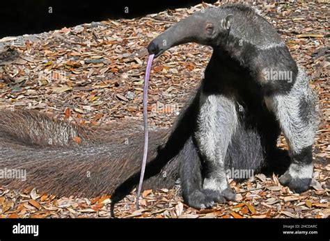 Giant Anteater Standing Tongue To The Ground Stock Photo Alamy