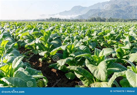 Planta De Tabaco Que Crece En La Plantaci N Foto De Archivo Imagen De