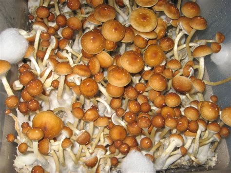 Premium Spores | Psilocybe Cubensis Mushroom Spores