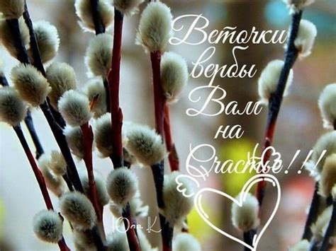 Цветы верба - 57 фото