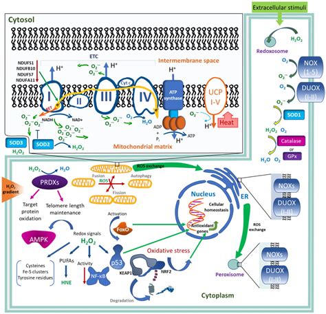 Frontiers Physiological Signaling Functions Of Reactive Oxygen