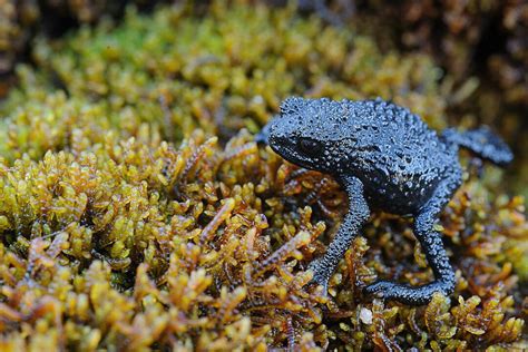 Гвианский арлекин: кто на самом деле населяет Затерянный мир ...