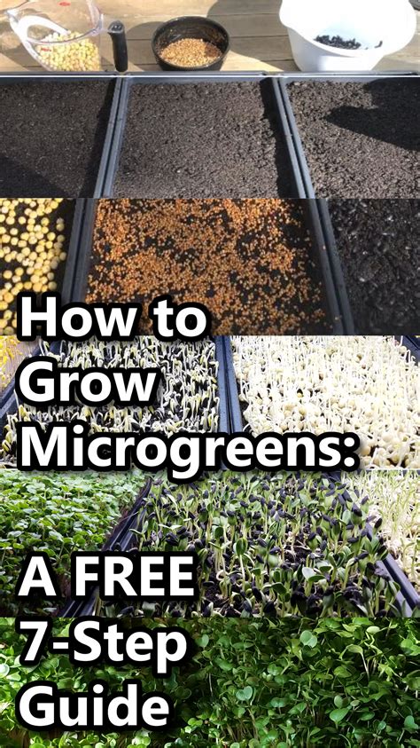 How To Grow Microgreens In 7 Steps Artofit