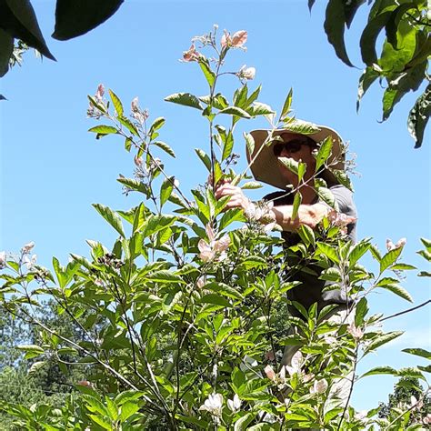 traditional pruning service  selective  formative hand pruning