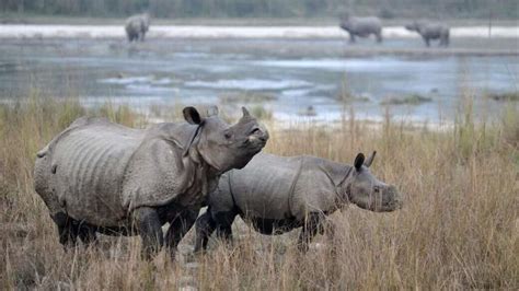 Nepal counts rhinos on Himalayan foothills amid poaching fears