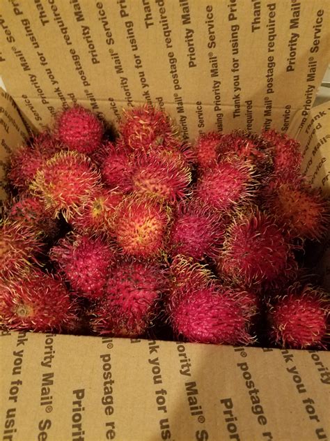 Fresh Rambutan 4 Lbs The Actual Fruit Etsy