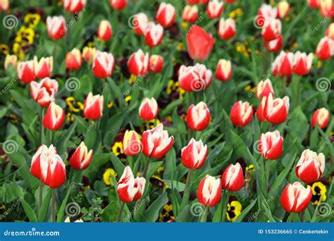 Red and white tulips stock image. Image of calm, gardening - 153236665