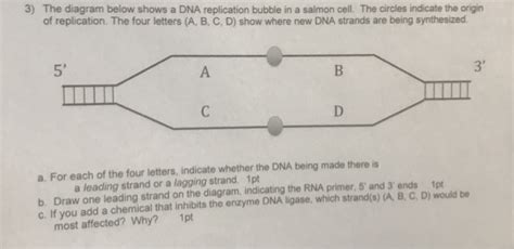 Solved 3) The diagram below shows a DNA replication bubble | Chegg.com