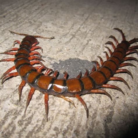 Discover Giant Centipede: Lifecycle, Diet, Facts, and More | BugBrief