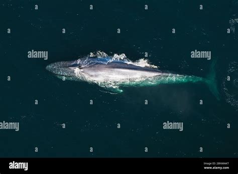 Blue Whale Balaenoptera Musculus Aerial View Of Whale Surfacing To Breath Sea Of Cortez Gulf