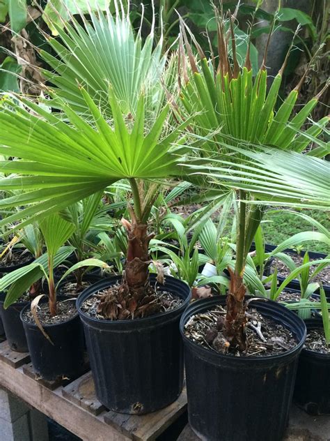 Mexican Fan Palm Washingtonia Robusta Small 8 12