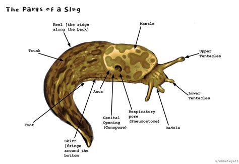 Slug external anatomy diagram I drew for a personal project!! I thought ...