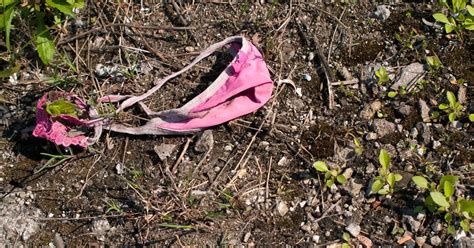 Sex Pest Threw Dirty Knickers Into Woman S Garden Hull Live