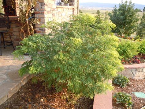 Why Are Many Of The Leaves On My Lemon Lace Shrubs Turning Brown Ask