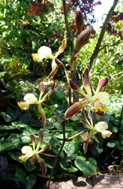 Plantfiles Pictures Species Orchid Winged Encyclia Encyclia Alata